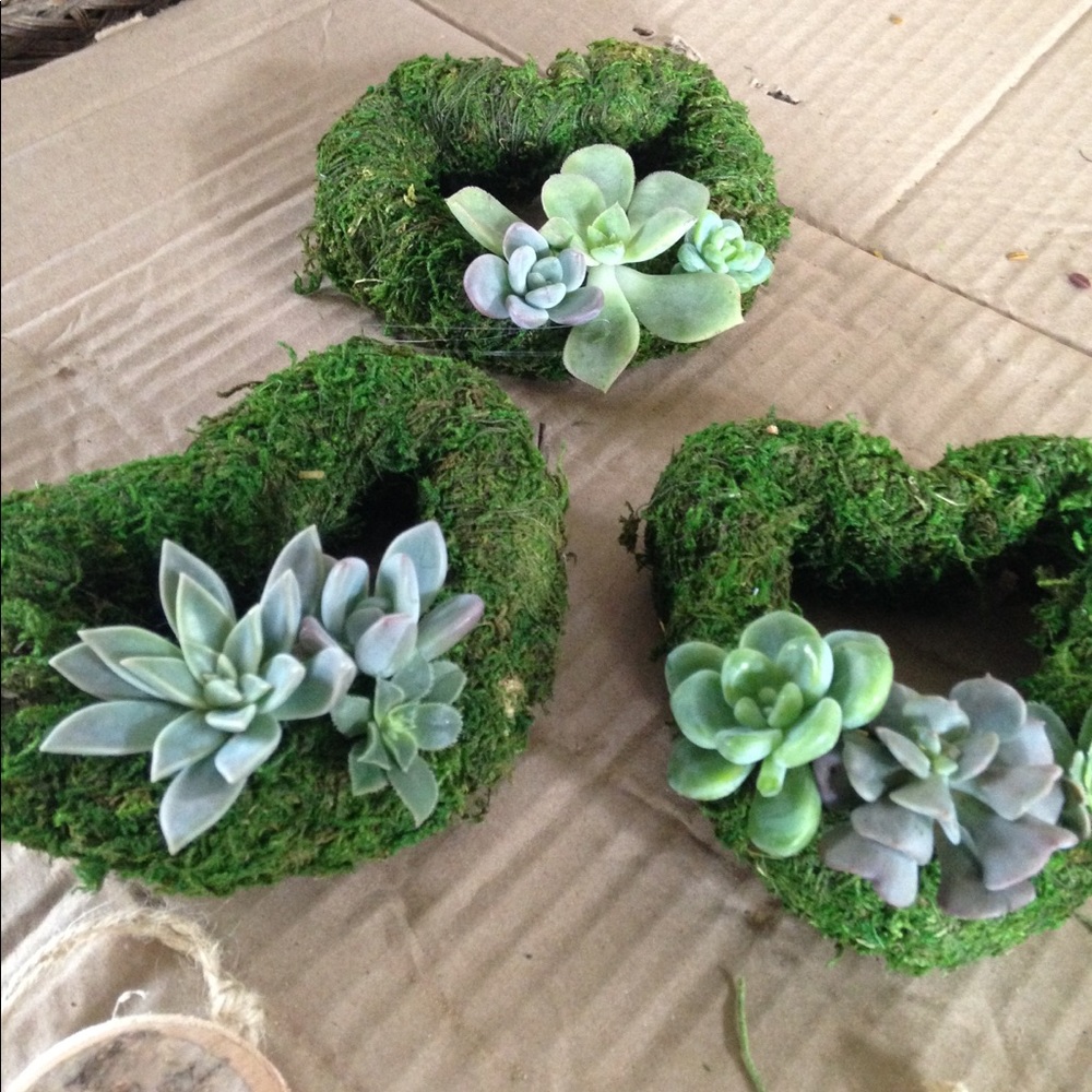 💚 Succulent Hearts 💚